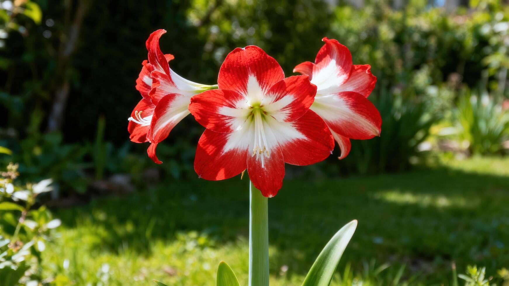 Red White Amaryllis Flower Seeds for Garden Hardy Variety Heirloom & GMO Free Seeds for Home Garden
 
 Sale