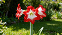 Red White Amaryllis Flower Seeds for Garden Hardy Variety Heirloom & GMO Free Seeds for Home Garden
 
 Sale
