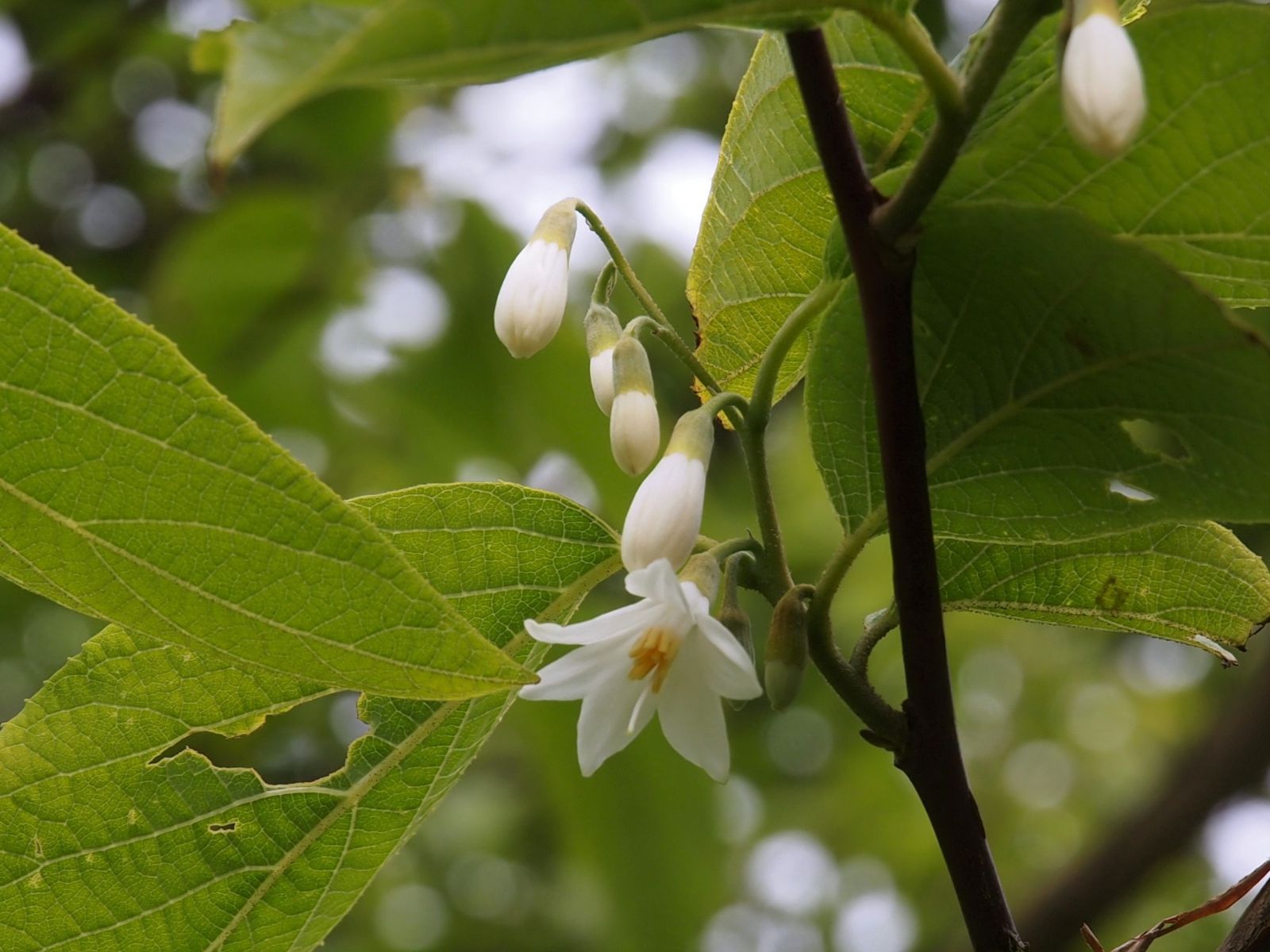 Styrax Benzoin Flower seeds for Planting Cottage Garden Essential Heirloom & GMO Free Seeds for Home Garden