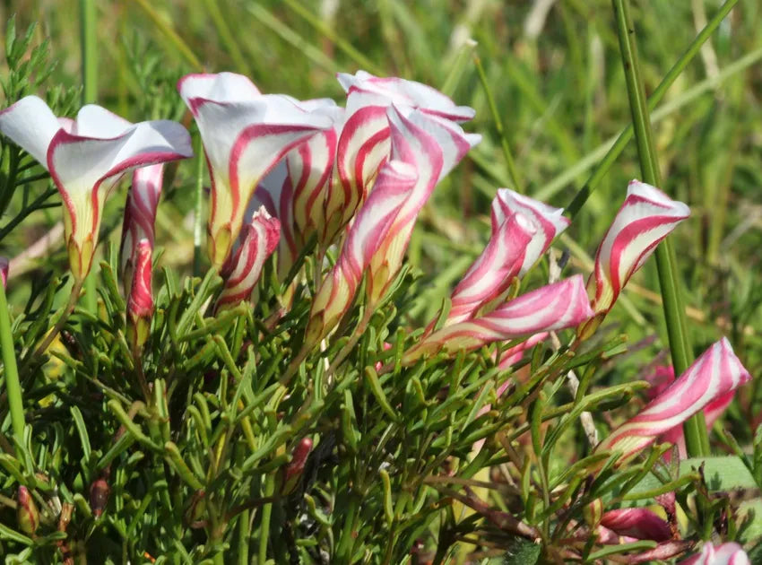 Candy Cane Sorrel Flower seeds for Planting - Compact Growth, Heirloom & GMO Free Seeds for Home Garden