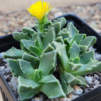 Echter Tigerrachen Flower seeds for Planting - Shade Tolerant, Heirloom & GMO Free Seeds for Home Garden