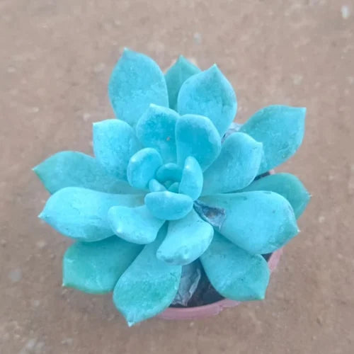 Sky Blue Succulent Flower Seeds for Planting Vibrant Colors Heirloom & GMO Free Seeds for Home Garden
 
 Sale