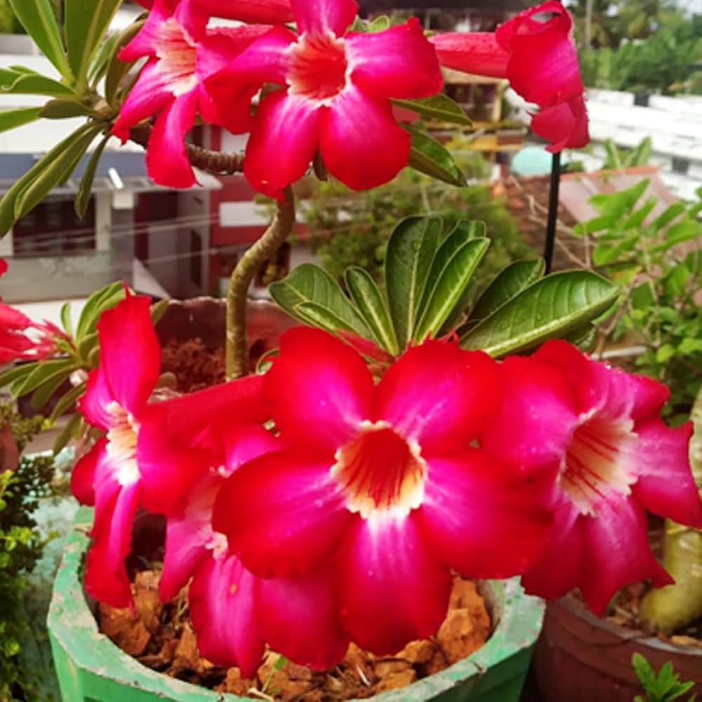 Drought-Tolerant Red Adenium Succulent Plants