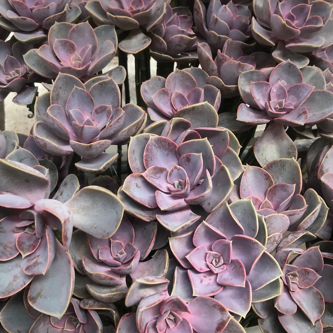 Green Purple Succulent Flower Seeds for Planting Wildflower Mix Heirloom & GMO Free Seeds for Home Garden
 
 Sale
