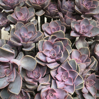 Green Purple Succulent Flower Seeds for Planting Wildflower Mix Heirloom & GMO Free Seeds for Home Garden
 
 Sale