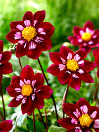 Summer Garden with Night Butterfly Dahlias