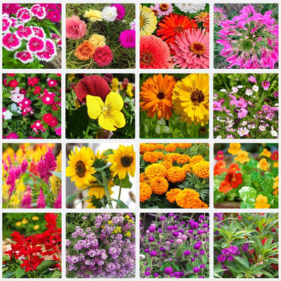 100 Pcs