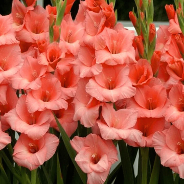 Summer Garden Gladiolus Seeds for Planting