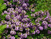 Aromatic leaves of Summer Savory plants grown from non-GMO seeds