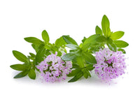 Summer Savory seeds thriving in container garden settings