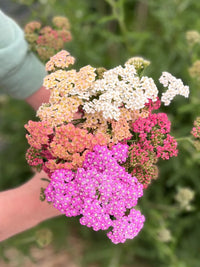 Mix Yarrow Flower seeds for Planting Colorful Display Heirloom & GMO Free Seeds for Home Garden