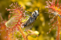 Sundew Plant Seeds Red and Yellow Variety for Planting