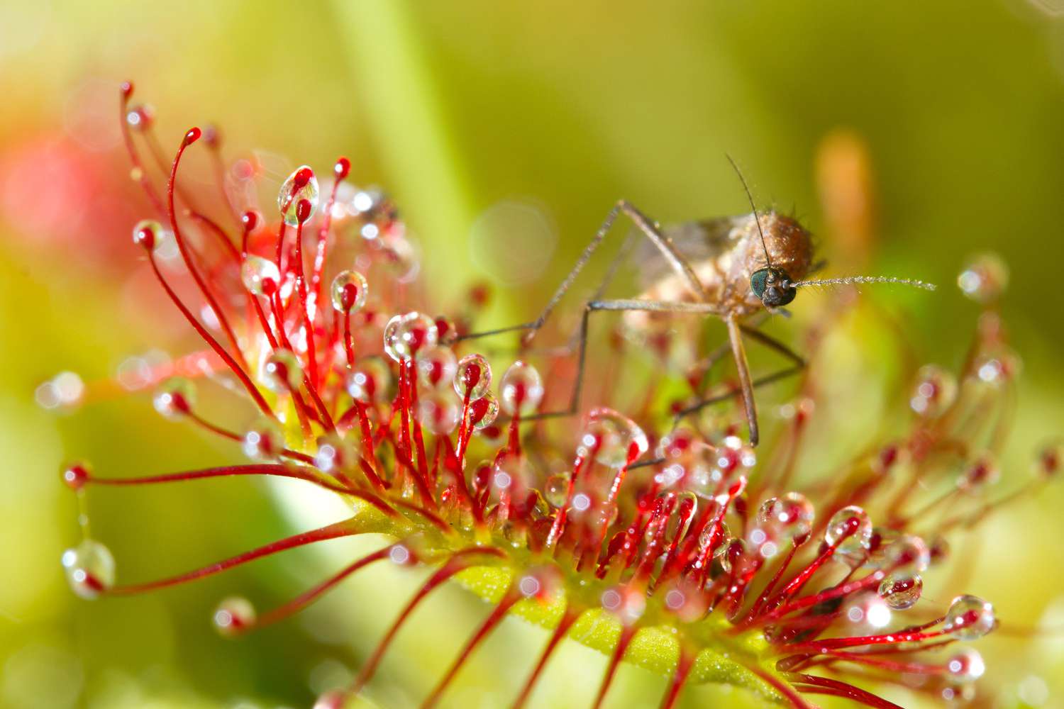 Mosquito Carnivorous Flower seeds for Planting - Sun Loving, Heirloom & GMO Free Seeds for Home Garden