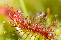 Mosquito Carnivorous Flower seeds for Planting - Sun Loving, Heirloom & GMO Free Seeds for Home Garden