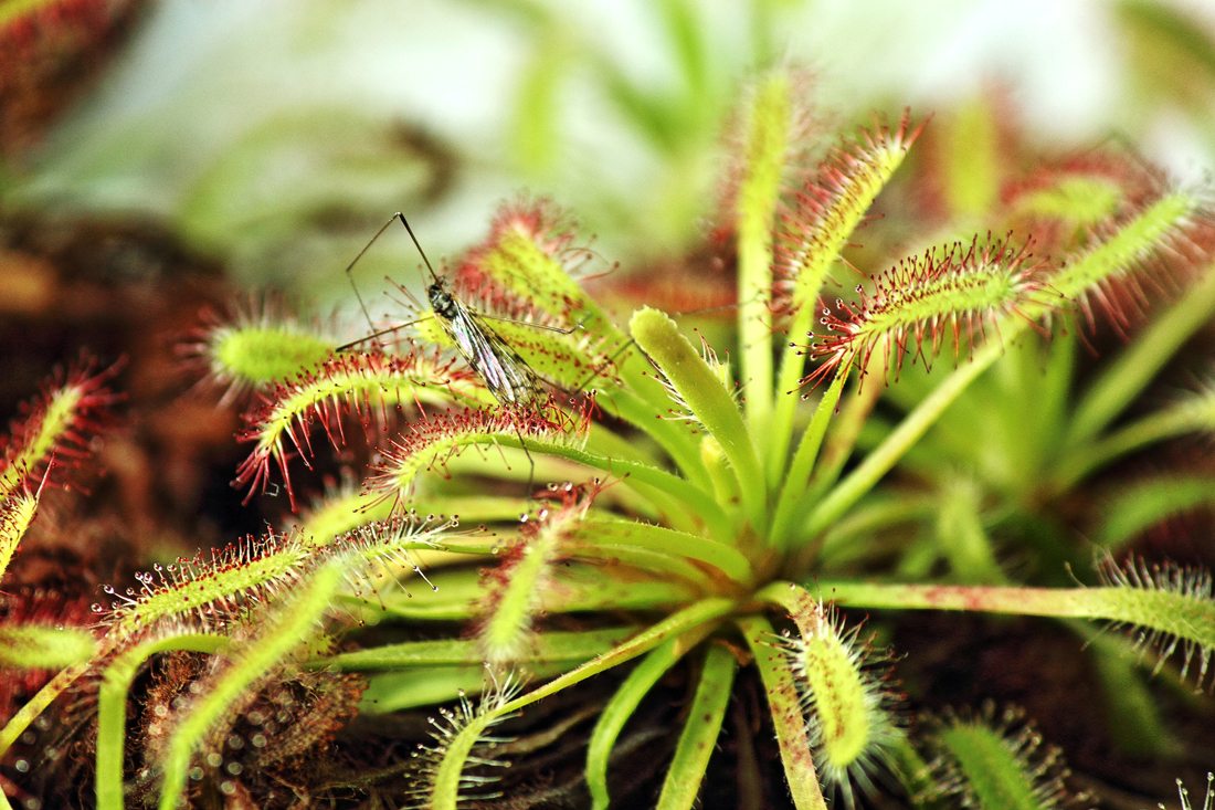 Mosquito Carnivorous Flower seeds for Planting - Sun Loving, Heirloom & GMO Free Seeds for Home Garden