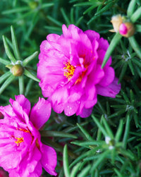 Pink MossRose Flower seeds for Planting Drought Tolerant Heirloom & GMO Free Seeds for Home Garden 
 
 Sale