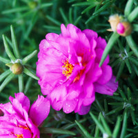 Pink Moss Rose Flower seeds for Planting - Colorful Display, Heirloom & GMO Free Seeds for Home Garden