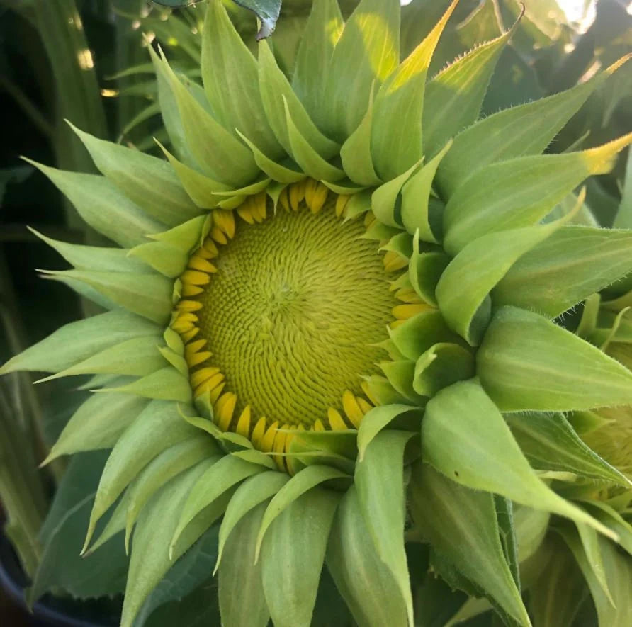Green SunFlower seeds for Planting - Sun Loving, Heirloom & GMO Free Seeds for Home Garden