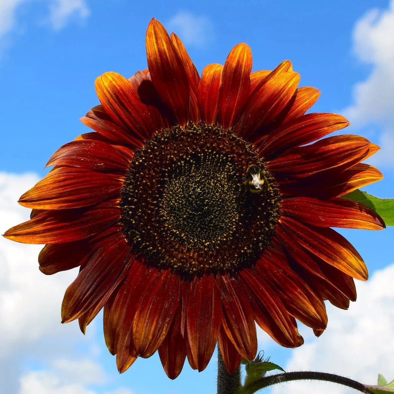 Chocolate Sunflower Flower seeds for Planting - Premium Quality, Heirloom & GMO Free Seeds for Home Garden