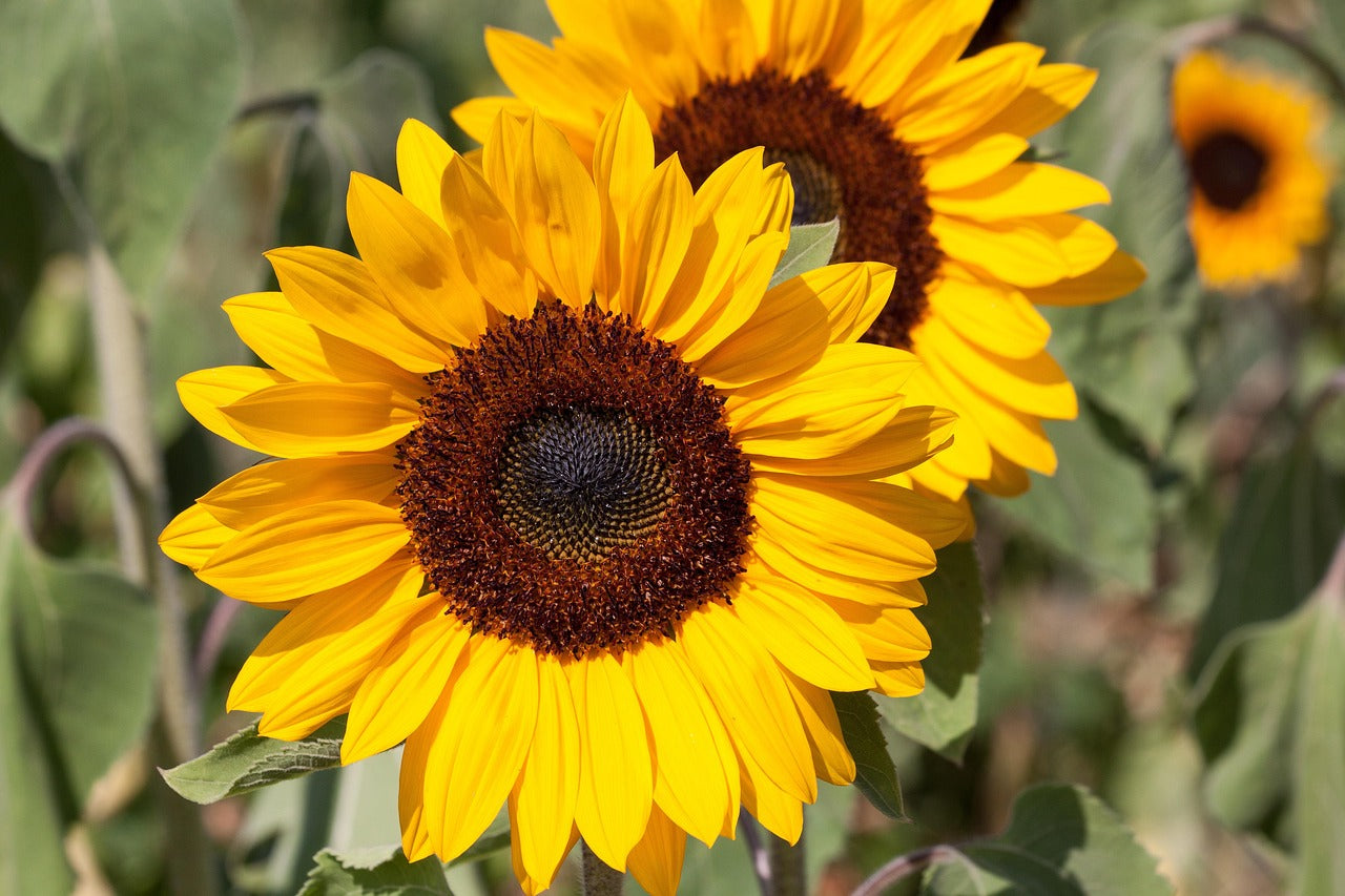 Helianthus Annuus Flower seeds for Planting Vibrant Colors Heirloom & GMO Free Seeds for Home Garden