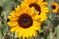 Helianthus Annuus Flower seeds for Planting Vibrant Colors Heirloom & GMO Free Seeds for Home Garden