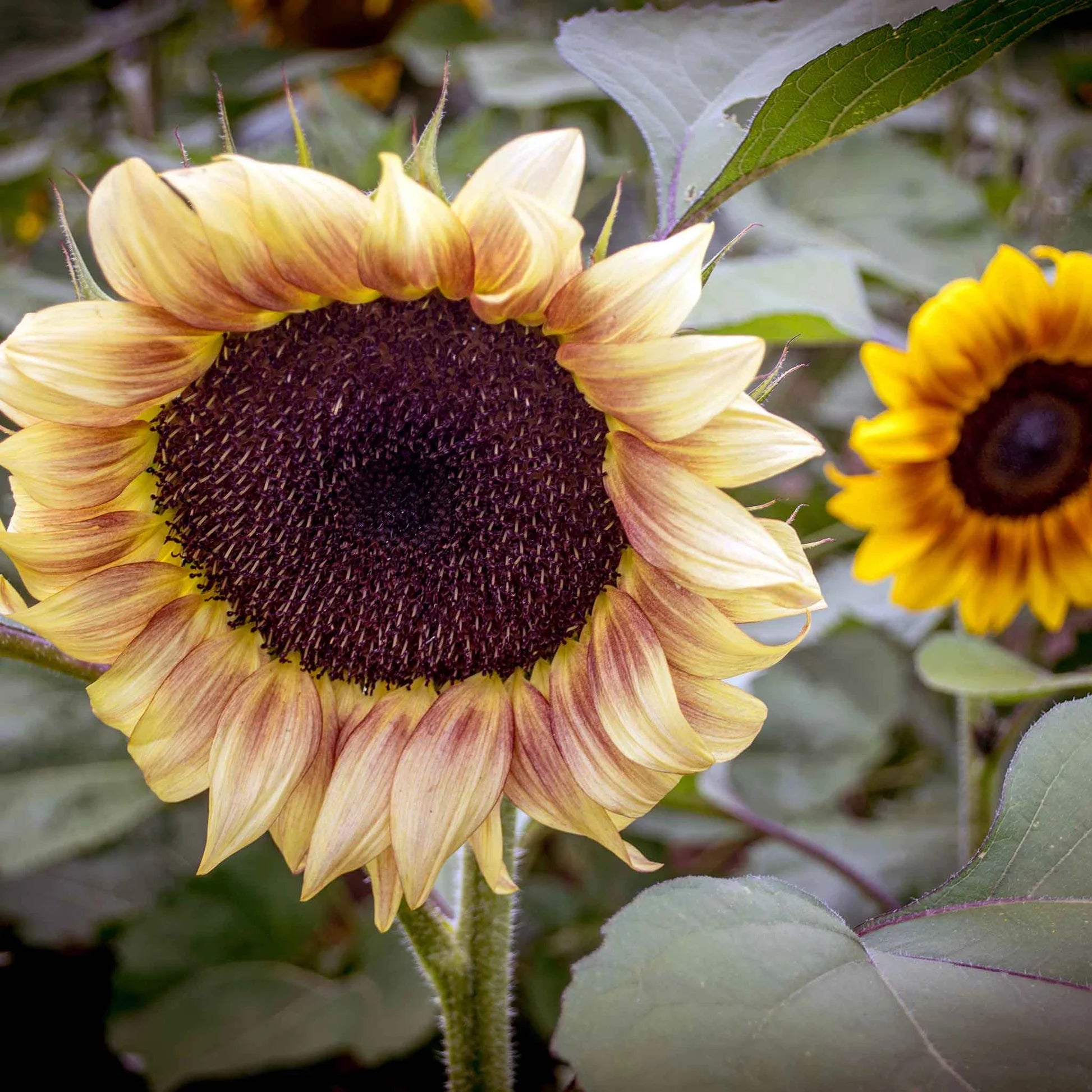 Sunflower Microgreens Flower seeds for Planting - Cottage Garden Essential, Heirloom & GMO Free Seeds for Home Garden