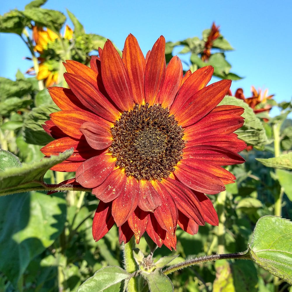 Orange Red SunFlower seeds for Planting - Fragrant Blossoms, Heirloom & GMO Free Seeds for Home Garden