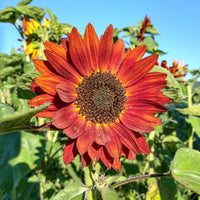 Orange Red SunFlower seeds for Planting - Fragrant Blossoms, Heirloom & GMO Free Seeds for Home Garden