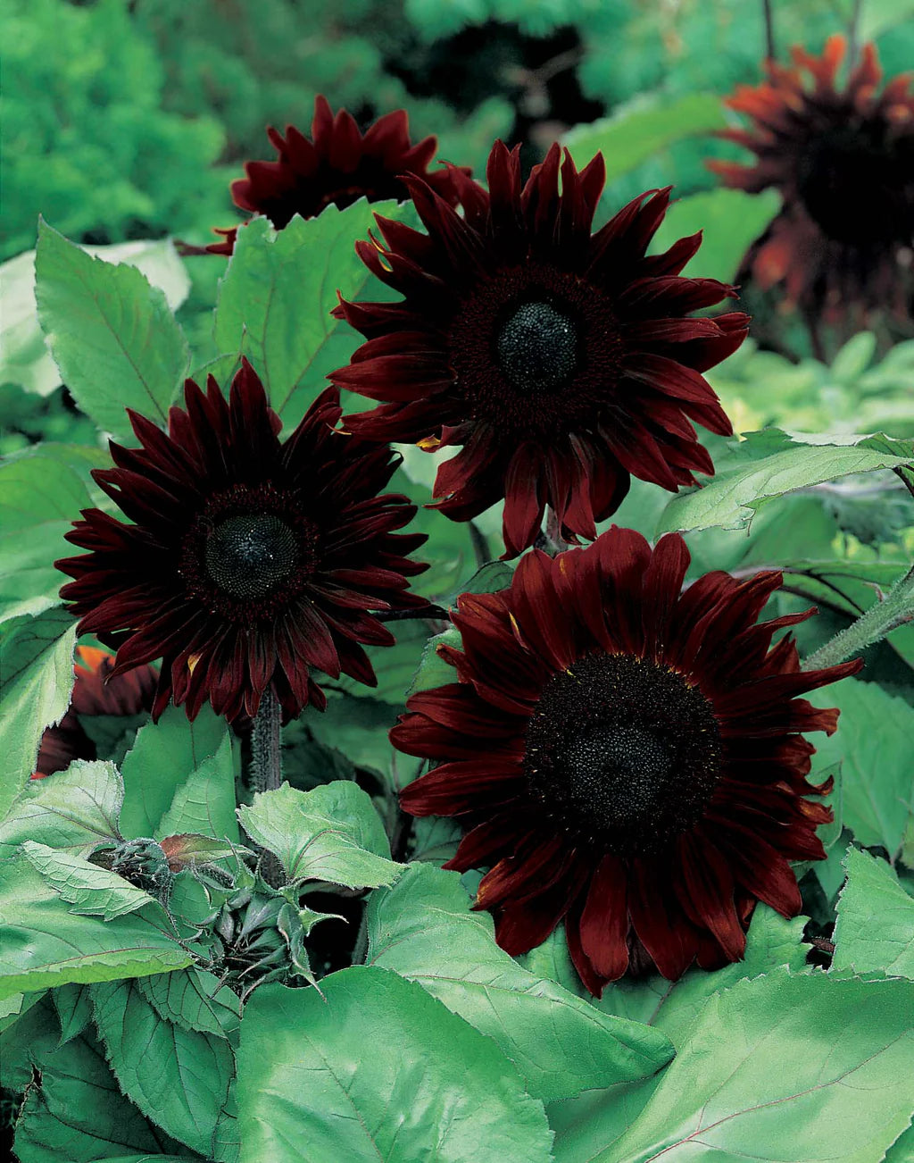 Black Sunflower Flower seeds for Planting - Perfect for Borders, Heirloom & GMO Free Seeds for Home Garden