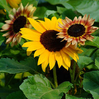 Sunflower Microgreens Flower seeds for Planting - Cottage Garden Essential, Heirloom & GMO Free Seeds for Home Garden