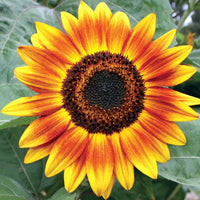 Yellow Red Sunflower Flower seeds for Planting - Fragrant Blossoms, Heirloom & GMO Free Seeds for Home Garden