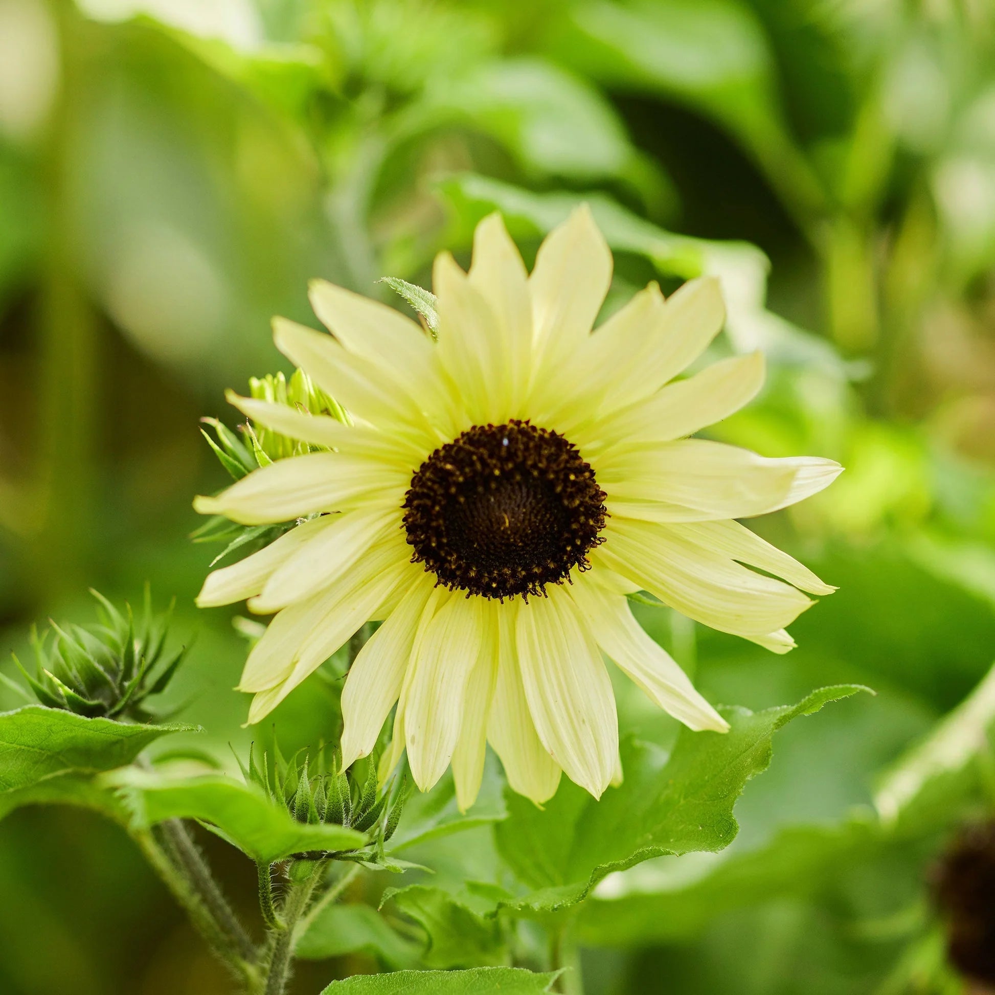 Cream Sunflower Flower seeds for Planting - Fragrant Blossoms, Heirloom & GMO Free Seeds for Home Garden