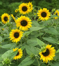 SunFlower seeds for Planting Cottage Garden Essential Heirloom & GMO Free Seeds for Home Garden