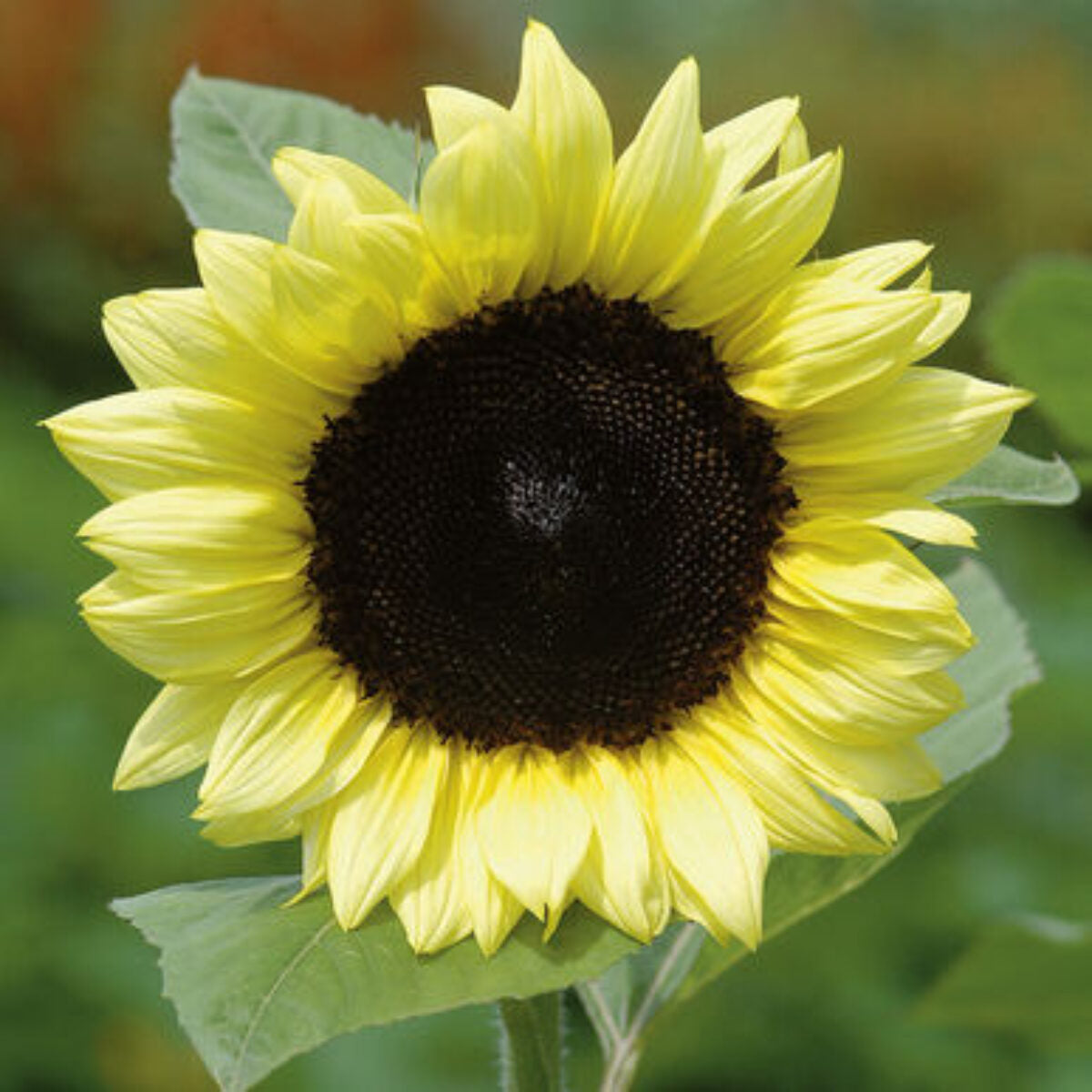 Lemon SunFlower seeds for Planting Easy to Grow Heirloom & GMO Free Seeds for Home Garden