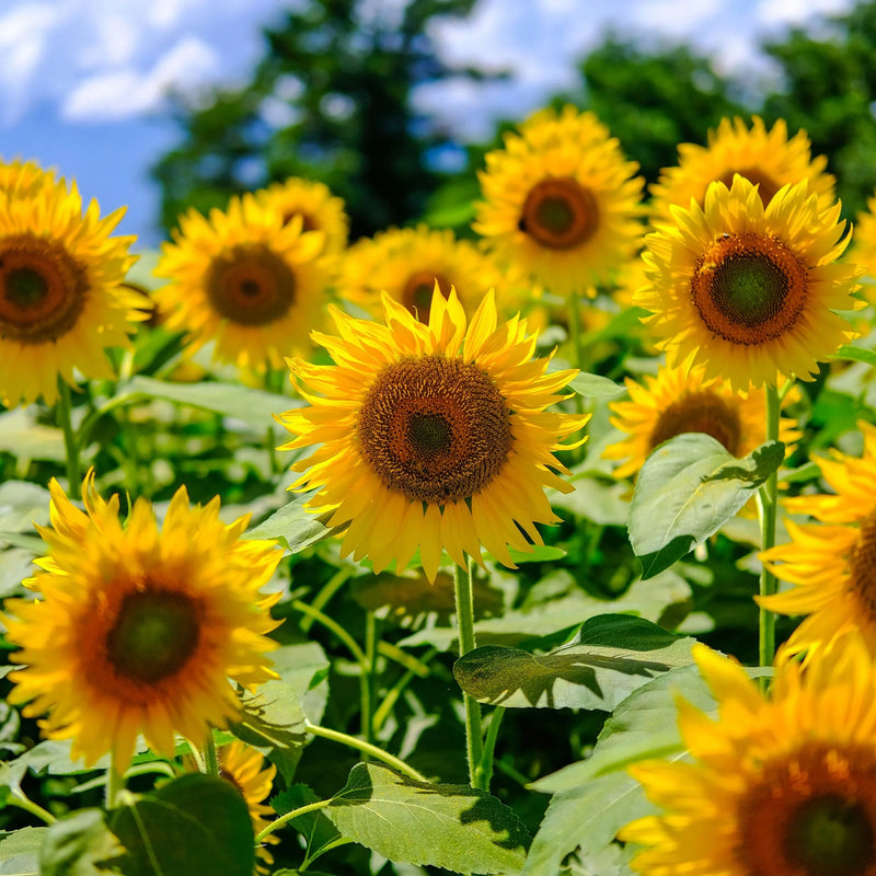 Heirloom Burst SunFlower seeds for Planting Drought Tolerant Heirloom & GMO Free Seeds for Home Garden