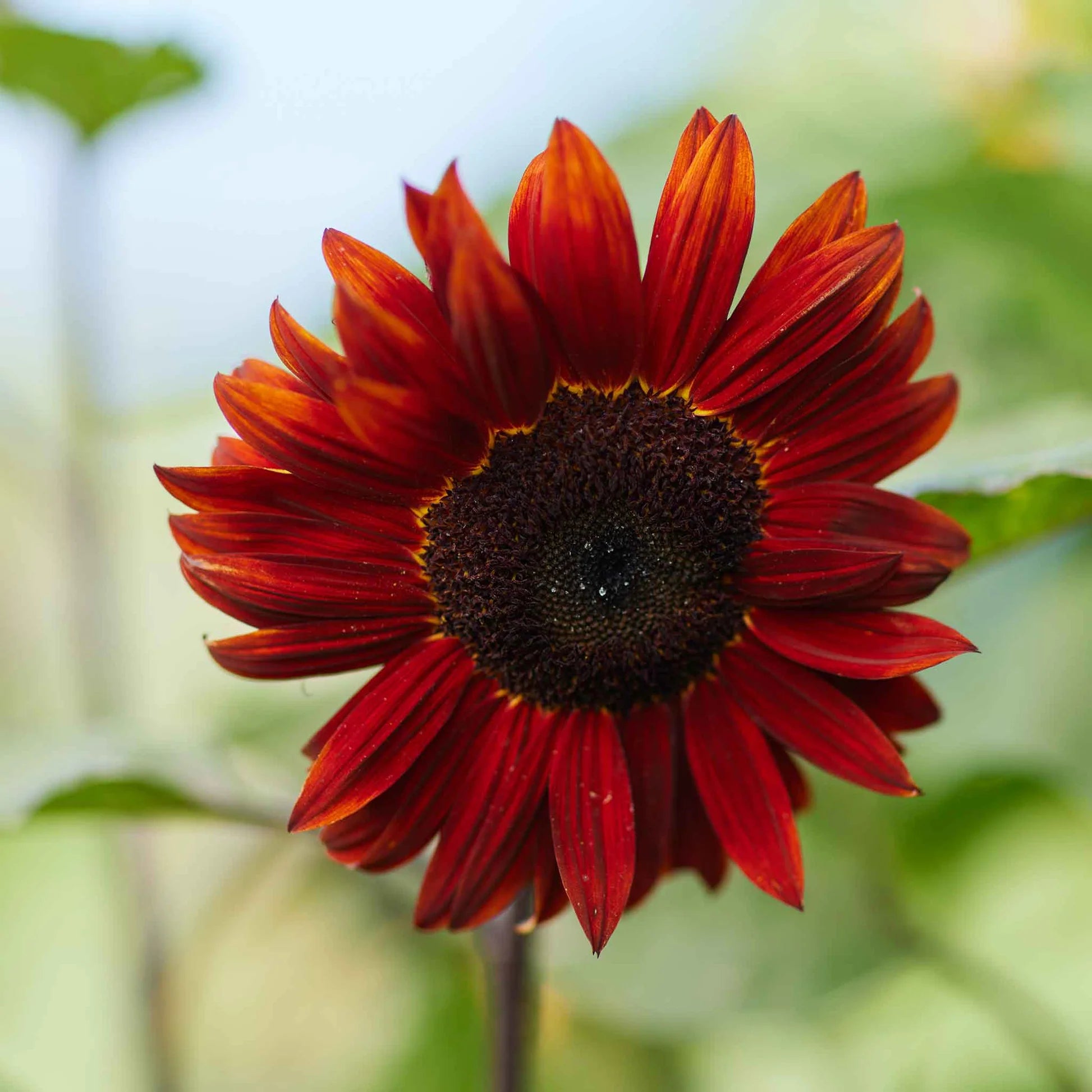 Red Helianthus Flower seeds for Planting - Sun Loving, Heirloom & GMO Free Seeds for Home Garden