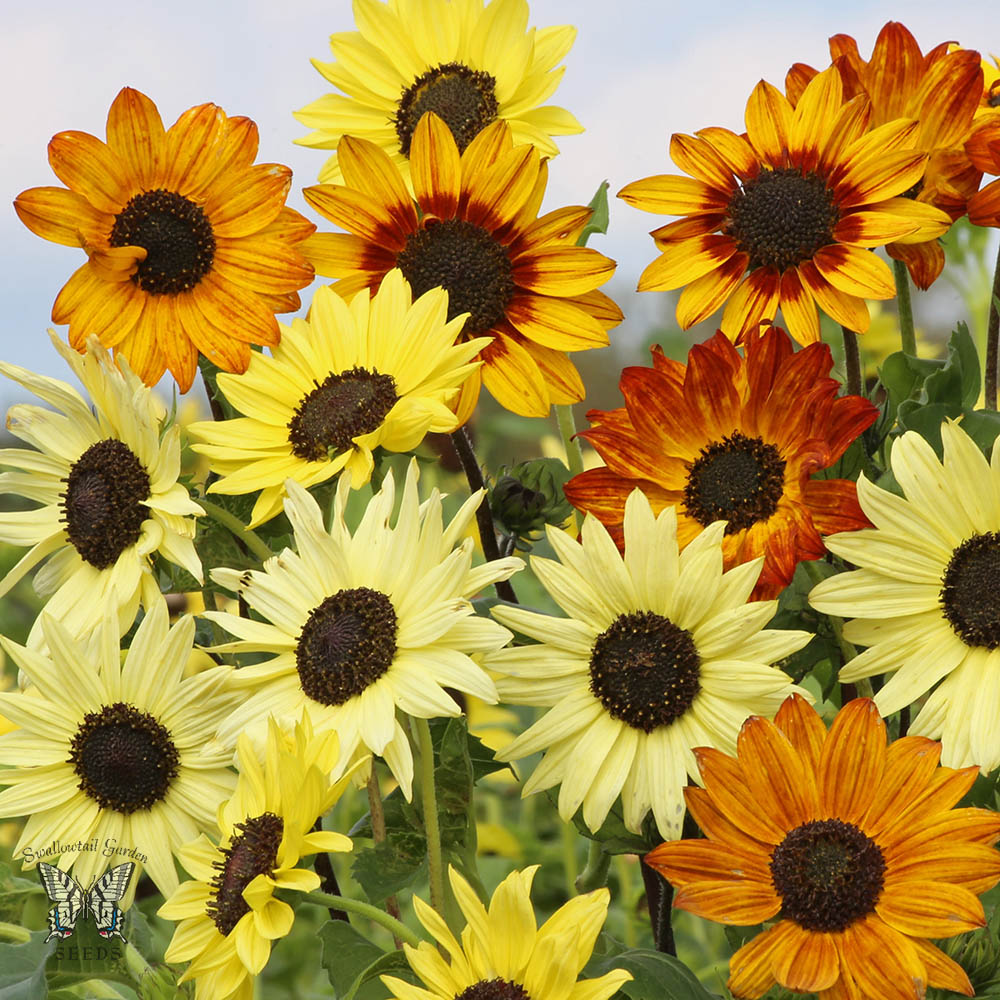 Mixed Blanket Sunflower Seeds for Planting - Vibrant Garden Blooms