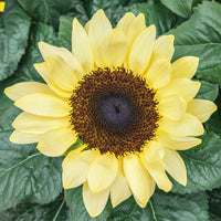 Yellow Sunflower Seeds For Planting - Grow Bright Sunflowers Flower