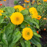 Yellow Green Aster Flower Seeds for Planting Seasonal Bloomer Heirloom & GMO Free Seeds for Home Garden
 
 Sale