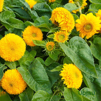 Yellow Teddy SunFlower seeds for Planting - Cut Flower Favorite, Heirloom & GMO Free Seeds for Home Garden
