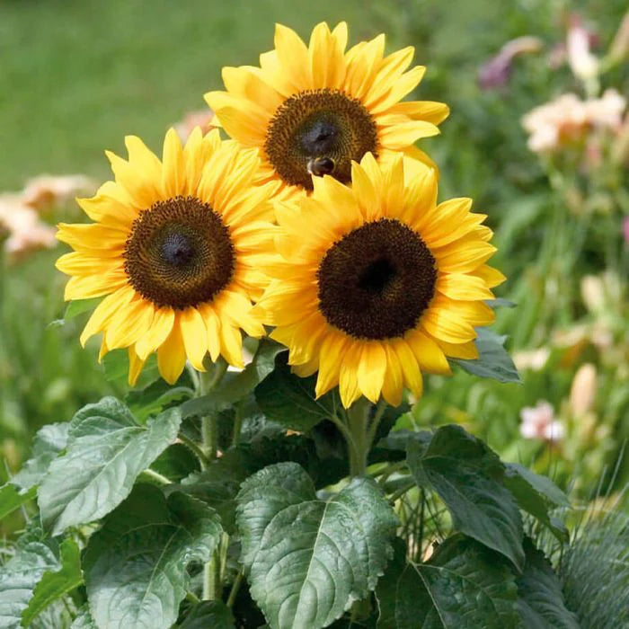Sunflower Flower seeds for Planting - Bright Blooms, Heirloom & GMO Free Seeds for Home Garden
