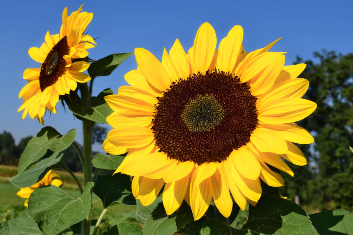 Sunflower Flower seeds for Planting Low Maintenance Heirloom & GMO Free Seeds for Home Garden