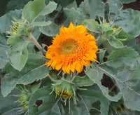 Sunflower Microgreens Flower seeds for Planting - Cottage Garden Essential, Heirloom & GMO Free Seeds for Home Garden