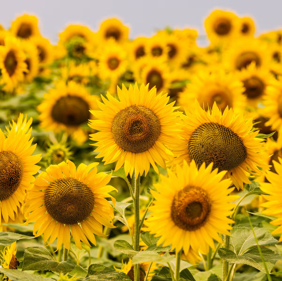 Skyscraper SunFlower seeds for Planting Seasonal Bloomer Heirloom & GMO Free Seeds for Home Garden