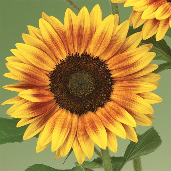 Yellow Brown Sunflower Seeds for Planting Seasonal Bloomer Heirloom & GMO Free Seeds for Home Garden
 
 Sale