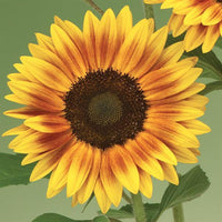 Yellow Brown Sunflower Seeds for Planting Seasonal Bloomer Heirloom & GMO Free Seeds for Home Garden
 
 Sale