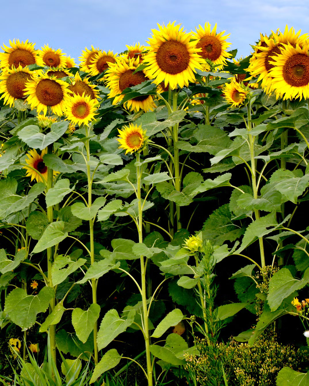 Sunflower Flower Planting Seeds Pink