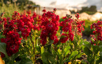 Red Matthiola Incana Flower Seeds, Flower seeds for Planting Colorful Display Heirloom & GMO Free Seeds for Home Garden