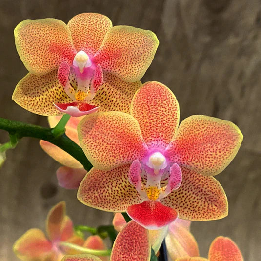 Orange White Phalaenopsis Orchid Flower Seeds 50 pcs Flower seeds for Planting Hardy Variety Heirloom & GMO Free Seeds for Home Garden