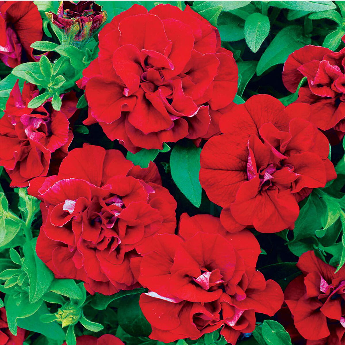 Double Wave Red Petunia Flower seeds for Planting - Low Maintenance, Heirloom & GMO Free Seeds for Home Garden